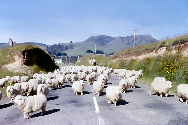 quot all we like sheep have gone