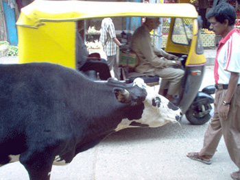 India cow in the road.