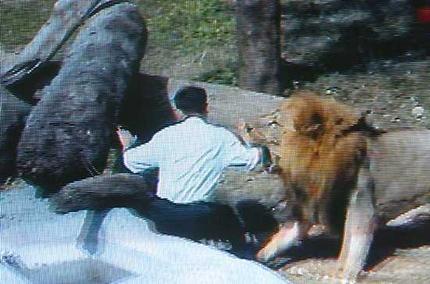 A TV grab shows local resident Chen Chung-ho being attacked by a lion inside a zoo in Taipei