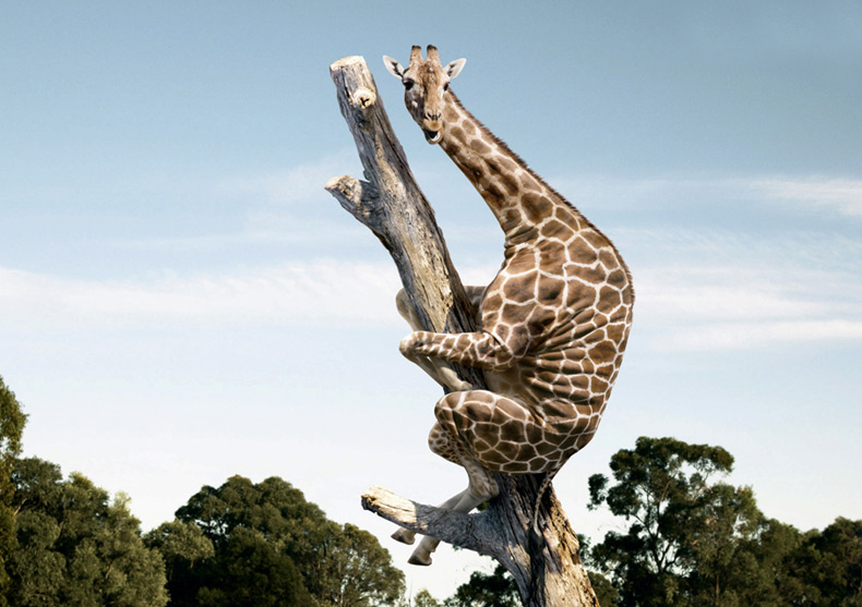 giraffe_climbing_tree.jpg