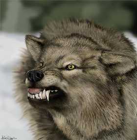 http://www.jesus-is-savior.com/images/wolf-angry4.jpg
