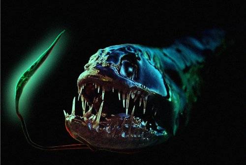 The Dragon Fish