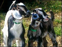 Growing larger amounts of silk in goats than spiders allow has made the new natural building material a possibility.