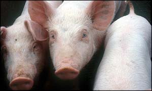 Pigs, BBC