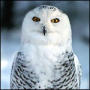 White Harry Potter Snow Owl