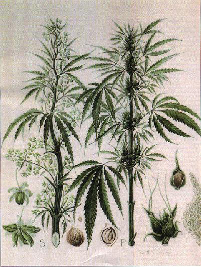 Hemp