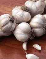 garlic